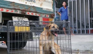 Diễn biến sự việc